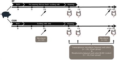 Early feeding leads to molecular maturation of the gut mucosal immune system in suckling piglets